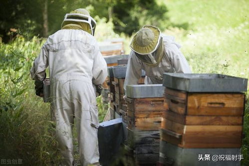 蜂房原来可以这么用 万物皆可用系列之蜜蜂之家